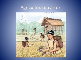 Agricultura do arroz
 
