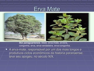 Erva Mate




         Ilex paraguariensis :Mate, erva-mate, erveira,
         congonha, erva, erva-verdadeira, erva-congonha.
 A erva-mate, responsável por um dos mais longos e
  produtivos ciclos econômicos da história paranaense,
  teve seu apogeu, no século XIX.
 