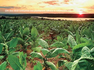 Um dos seus costumes era plantarem tabaco e cultivarem-no