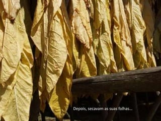 Depois, secavam as suas folhas… 