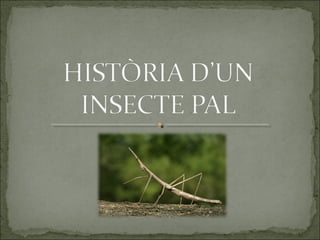 Història d'un  insecte pal