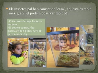 Els insectes pal han canviat de “casa”, aquesta és molt
més gran i el podem observar molt bé.
-Veiem com belluga les seves
antenes.
-Li podem comptar les
potes...en té 6 potes, però el
petit només té 5
 