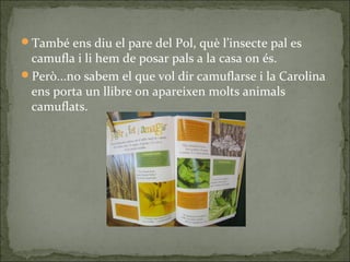 També ens diu el pare del Pol, què l’insecte pal es
camufla i li hem de posar pals a la casa on és.
Però...no sabem el que vol dir camuflarse i la Carolina
ens porta un llibre on apareixen molts animals
camuflats.
 