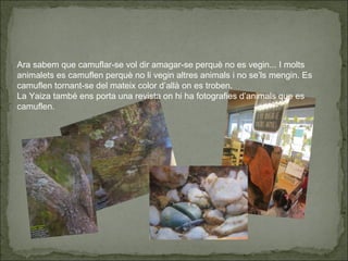 Ara sabem que camuflar-se vol dir amagar-se perquè no es vegin... I molts
animalets es camuflen perquè no li vegin altres animals i no se’ls mengin. Es
camuflen tornant-se del mateix color d’allà on es troben.
La Yaiza també ens porta una revista on hi ha fotografies d’animals que es
camuflen.
 