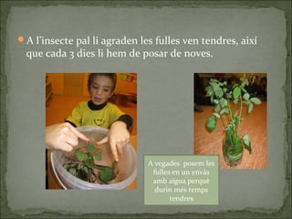 A l’insecte pal li agraden les fulles ven tendres, així
que cada 3 dies li hem de posar de noves.
A vegades posem les
fulles en un envàs
amb aigua perquè
durin més temps
tendres
 