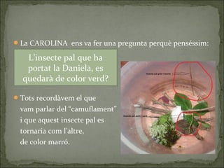 La CAROLINA ens va fer una pregunta perquè penséssim:
Tots recordàvem el que
vam parlar del “camuflament”
i que aquest insecte pal es
tornaria com l’altre,
de color marró.
L’insecte pal que ha
portat la Daniela, es
quedarà de color verd?
 