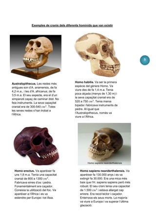 Exemples de cranis dels diferents homínids que van existir




                                                                                             5




                                               Homo habilis. Va ser la primera
Australopithecus. Les restes més
                                               espècie del gènere Homo. Va
antigues son d’A. anamensis, de fa
                                               viure des de fa 1,4 m.a. Tenia
4,2 m.a., i les d’A. africanus, de fa
                                               poca alçada (menys de 1,30 m) i
3,5 m.a. El seu aspecte, era el d’un
                                               la seva capaçitat cranial era de
ximpanzé capaç de caminar dret. No
feia instruments. La seva capaçitat            520 a 750        . Tenia marxa
                                               bípeda i fabricava instruments de
cranial era de 300-540       . Totes
                                               pedra. Al igual que
les seves restes s’han trobat a
                                               l’Australopithecus, només va
l’Àfrica.
                                               viure a l’Àfrica.




  Homo erectus. Va aparèixer fa                   Homo sapiens neanderthalensis. Va
  uns 1,8 m.a. Tenía una capacitat                aparèixer fa 130.000 anys i es va
  cranial de 800 a 1300        .                  extingir fa 30.000. Era una mica més
  Fabricava eines d’os i pedra.                   baix que l’H. sapiens sapiens però més
  Fonamentalment era caçador.                     robust. El seu crani tenia una capacitat
  Coneixia la utilització del foc. Va             de 1.500       i estava allargat cap
  aparèixer a l’Àfrica i es va                    enrere. Era recol·lector i caçador.
  estendre per Europe i tot Àsia.                 Enterrava els seus morts. La majoría
                                                  va viure a Europa i va superar l’última
                                                  glaciació.
 