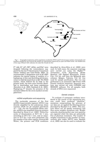 P* (xQ), K* (xP), DE* (xE3a), and E3a* were
designed following the nomenclature sug-
gested by the last Y Chromosome Consortium
release (Jobling and Tyler-Smith, 2003). As
recommended, a designation such as Q*(xQ3)
indicates the partial typing of markers in a
haplogroup, in this case describing all chromo-
somes in clade Q except those in Q3. The M242
marker, which defined the Q clade in the
present study, has been more recently identi-
fied in Amerindian and Asian populations
(Bortolini et al., 2003; Seielstad et al., 2003).
Haplogroup Y* denotes the presence of the
ancestral alleles for the seven markers investi-
gated here.
mtDNA amplification and sequencing
The nucleotide sequence of the first
mtDNA hypervariable segment (HVS-I) was
directly amplified by the polymerase chain
reaction (PCR) for all sampled individuals
(N ¼ 119). For the Verano´polis White sam-
ple, mtDNA was amplified using the primers
described by Horai et al. (1993). Thirty-five
cycles of denaturation at 94
C for 1 min,
annealing at 50
C for 1 min, and an exten-
sion at 72
C for 1 min were performed. For
the samples of the other regions (General RS
White), the primers and PCR conditions
described by Alves-Silva et al. (2000) were
used. In both cases, the sequence reactions
were carried out using the BigDyeTM
Terminator Cycle Sequencing Ready
Reaction (AB Applied Biosystems, Foster
City, CA) kit, and then the QIAquick spin
columns (Qiagen, Valencia, CA) kit was
used for sample purification. The run was
performed in an automatic ABI Prism 3100
Genetic Analyzer sequencer. Sequence ana-
lysis was carried out with CONSED and
BIOEDIT software. For all samples, both
strands of DNA were sequenced.
Genetic analysis
To evaluate if systematic artifacts intro-
duced in the course of the sequencing pro-
cess could have produced ‘‘phantom’’
mutations compromising the accuracy of
our data set, we applied the filtering process
described by Bandelt et al. (2002). This ana-
lysis filters out all speedy transitions and
thus scores weighty mutations only. Weight
networks showing perfect star tree patterns
are expected when the data are potentially
free of phantom mutations. The number of
weighty transitions to the number of trans-
versions plus indels (WTTI ratio; Bandelt
et al., 2002) can also be used to evaluate the
Fig. 1. Geographic localization of the populations studied for HVS-I and Y-chromosome markers. Verano´polis and
localities sampled for the General RS sample are represented respectively by open and filled circles. The shaded area
of the map of Brazil (left) indicates the state Rio Grande do Sul.
498 A.R. MARRERO ET AL.
 