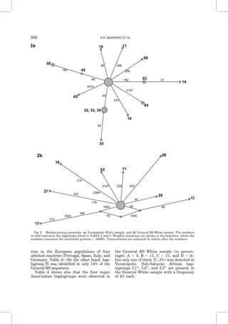 true in the European populations of four
selected countries (Portugal, Spain, Italy, and
Germany; Table 4). On the other hand, hap-
logroup H was identified in only 14% of the
General RS sequences.
Table 4 shows also that the four major
Amerindian haplogroups were observed in
the General RS White sample (in percen-
tages: A ¼ 4, B ¼ 11, C ¼ 17, and D ¼ 4),
but only one of them (C, 2%) was detected in
Verano´polis. Sub-Saharan African hap-
logroups L1*, L2*, and L3* are present in
the General White sample with a frequency
of 4% each.
Fig. 2. Median-joining networks: (a) Verano´polis White sample, and (b) General RS White sample. The numbers
in bold represent the haplotypes listed in Tables 2 and 3. Weighty mutations are shown in the branches, where the
numbers represent the nucleotide position (À16000). Transversions are indicated by letters after the numbers.
500 A.R. MARRERO ET AL.
 