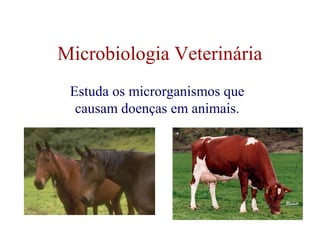 Microbiologia Veterinária 
Estuda os microrganismos que 
causam doenças em animais. 
 