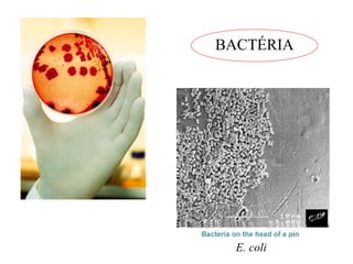 BACTÉRIA 
E. coli 
 