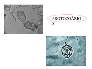 PROTOZOÁRIO 
S 
 