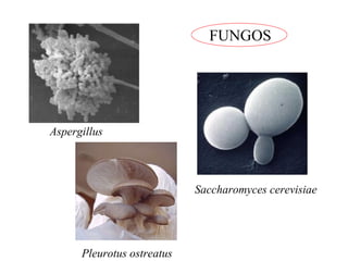 FUNGOS 
Aspergillus 
Saccharomyces cerevisiae 
Pleurotus ostreatus 
 