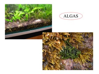 ALGAS 
 
