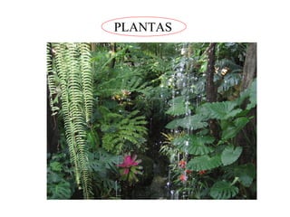 PLANTAS 
 