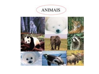 ANIMAIS 
 