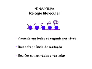rrDDNNAA//rrRRNNAA:: 
RReellóóggiioo MMoolleeccuullaarr 
• Presente em todos os organismos vivos 
• Baixa frequência de mutação 
• Regiões conservadas e variadas 
 