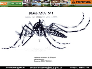 ccvvs@rio.rj.gov.br Tel: (21) 2589-2338
Desenho da fêmea do mosquito
Aedes aegypti.
Desenho COC/FIOCRUZ.
consultecccvvs@rio.rj.gov.br
 