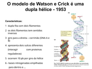 O modelo de Watson e Crick é uma
dupla hélice - 1953
Características:
1 dupla fita com dois filamentos
2 os dois filamentos tem sentidos
inversos
3 giro para a direita – corrimão (DNA A e
B)
4 apresenta dois sulcos diferentes
(interagir com proteinas
reguladoras)
5 ocorrem 10 pb por giro da hélice
6 - bases nitrogenadas empilhadas
para dentro e ...
 