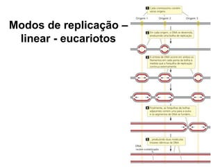 Modos de replicação –
linear - eucariotos
 