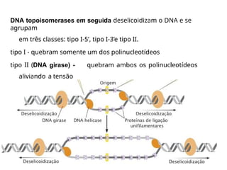 DNA topoisomerases em seguida deselicoidizam o DNA e se
agrupam
em três classes: tipo I-5’, tipo I-3’e tipo II.
tipo I - quebram somente um dos polinucleotídeos
tipo II (DNA girase) - quebram ambos os polinucleotídeos
aliviando a tensão
 