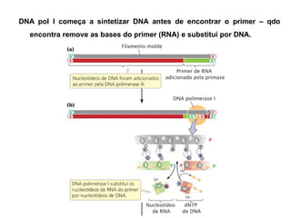 DNA pol I começa a sintetizar DNA antes de encontrar o primer – qdo
encontra remove as bases do primer (RNA) e substitui por DNA.
 