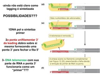 -ainda não está claro como
lagging é sintetizada
POSSIBILIDADES???
1DNA pol α sintetiza
primer
2a ponta unifilamentar 3’
da leading dobra sobre si
mesma fornecendo uma
ponta 3’ para fechar a fita 5’
3- DNA telomerase com sua
parte de RNA e ponta 3’
funcionaria como um
“primer”???
 