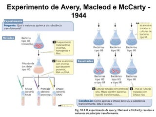 Experimento de Avery, Macleod e McCarty -
1944
1.
 