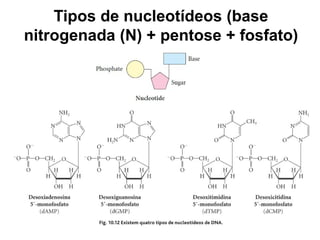 Tipos de nucleotídeos (base
nitrogenada (N) + pentose + fosfato)
 