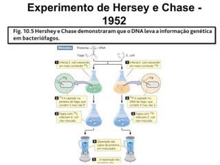 Experimento de Hersey e Chase -
1952
 