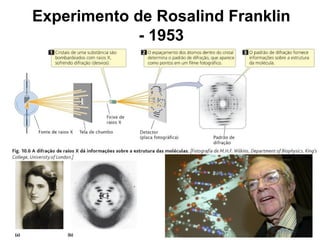 Experimento de Rosalind Franklin
- 1953
 