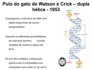 Pulo do gato de Watson e Crick – dupla
hélice - 1953
Investigaram a estrutura do DNA com
dados disponíveis de outros
pesquisadores
Testaram as diferentes possibilidades
de rearranjo químico criando
modelos de arames e placas de
ferro
Em um dos modelos, a disposição
química dos 4 nucleotídeos era
compatível com a foto 51 do raio X
 