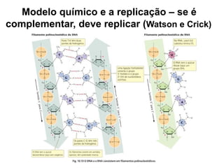 Modelo químico e a replicação – se é
complementar, deve replicar (Watson e Crick)
 