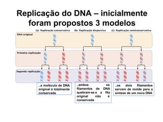 Replicação do DNA – inicialmente
foram propostos 3 modelos
..a molécula de DNA
original é totalmente
conservada
os
de DNA
e a fita
não é
..ambos
filamentos
quebram-se
original
conservada
..os dois filamentos
servem de molde para a
síntese de um novo DNA
 