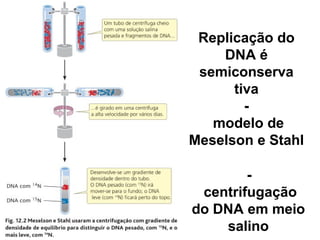 Replicação do
DNA é
semiconserva
tiva
-
modelo de
Meselson e Stahl
-
centrifugação
do DNA em meio
salino
 