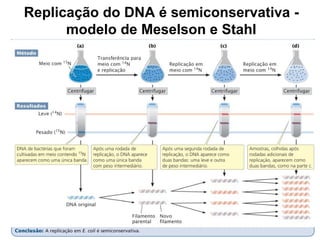 Replicação do DNA é semiconservativa -
modelo de Meselson e Stahl
 