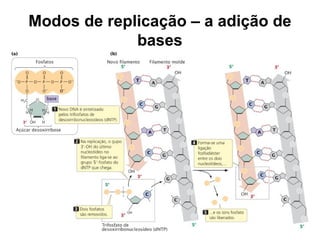 Modos de replicação – a adição de
bases
 