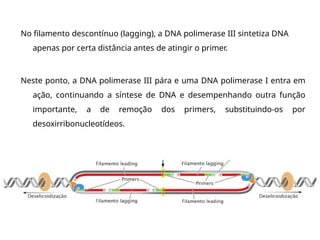 No filamento descontínuo (lagging), a DNA polimerase III sintetiza DNA
apenas por certa distância antes de atingir o primer.
Neste ponto, a DNA polimerase III pára e uma DNA polimerase I entra em
ação, continuando a síntese de DNA e desempenhando outra função
importante, a de remoção dos primers, substituindo-os por
desoxirribonucleotídeos.
 