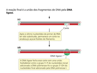 A reação final é a união dos fragmentos de DNA pela DNA
ligase.
 