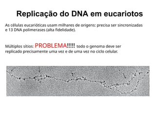Replicação do DNA em eucariotos
As células eucarióticas usam milhares de origens: precisa ser sincronizadas
e 13 DNA polimerases (alta fidelidade).
Múltiplos sítios: PROBLEMA!!!!! todo o genoma deve ser
replicado precisamente uma vez e de uma vez no ciclo celular.
 