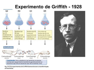 Experimento de Griffith - 1928
 