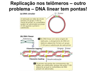 Replicação nos telômeros – outro
problema – DNA linear tem pontas!
 