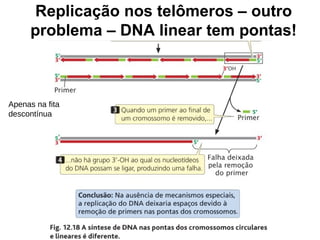 Replicação nos telômeros – outro
problema – DNA linear tem pontas!
Apenas na fita
descontínua
 