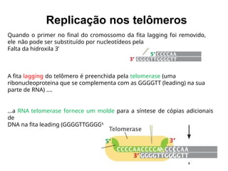 Quando o primer no final do cromossomo da fita lagging foi removido,
ele não pode ser substituído por nucleotídeos pela
Falta da hidroxila 3’
A fita lagging do telômero é preenchida pela telomerase (uma
ribonucleoproteina que se complementa com as GGGGTT (leading) na sua
parte de RNA) ....
...a RNA telomerase fornece um molde para a síntese de cópias adicionais
de
DNA na fita leading (GGGGTTGGGG).
Replicação nos telômeros
 