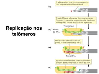 Replicação nos
telômeros
 