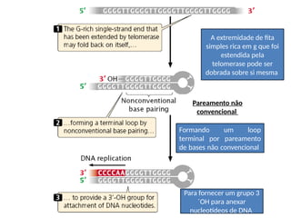 A extremidade de fita
simples rica em g que foi
estendida pela
telomerase pode ser
dobrada sobre si mesma
Pareamento não
convencional
Formando um loop
terminal por pareamento
de bases não convencional
Para fornecer um grupo 3
´OH para anexar
nucleotídeos de DNA
 