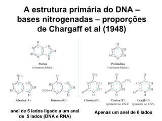 A estrutura primária do DNA –
bases nitrogenadas – proporções
de Chargaff et al (1948)
anel de 6 lados ligado a um anel
de 5 lados (DNA e RNA)
Apenas um anel de 6 lados
 