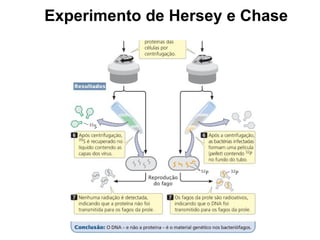 Experimento de Hersey e Chase
 