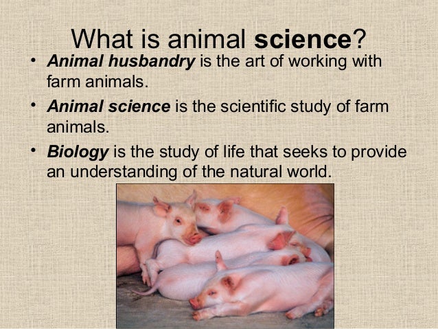 animal production synonym animal production synonym