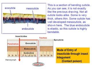 Insect Etry History of Entomology and current updates of entomology.pptx